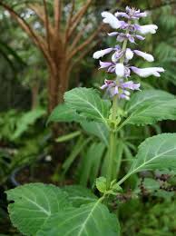 Image result for Salvia