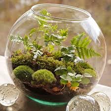 Mossarium With Plenty Of Moss Pillows Fern And Plant Buds Complete The Miniature Forest Look Micro Garden Mini Garden Succulent Terrarium