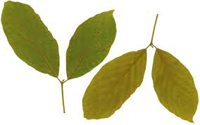 Image result for Lasiodiscus mannii