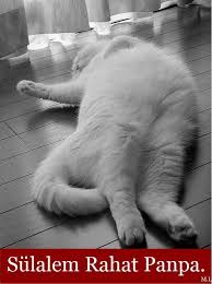 Rahatlik Gatos Bebe Animais Bonitos Amantes De Gatos