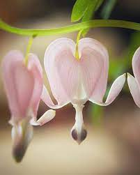Bleeding Hearts Beautiful Flowers Flower Pictures Flowers