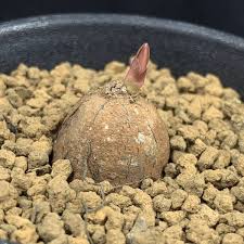 Image result for Ipomoea linosepala