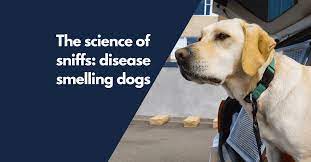 Changes in your dog's bathroom behavior could potentially indicate cancer in the bladder or kidneys. The Science Of Sniffs Disease Smelling Dogs Understanding Animal Research Understanding Animal Research