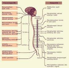 25+ soal sistem reproduksi pilihan ganda dan jawaban. 40 Soal Pilihan Ganda Tentang Sistem Regulasi Materi Belajar