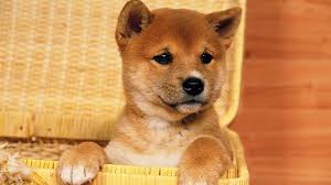 The easiest ways to buy dogecoin Dogecoin Geht Durch Die Decke Tierische Bitcoin Parodie Ist Zwei Milliarden Dollar Wert Leben Wissen Bild De
