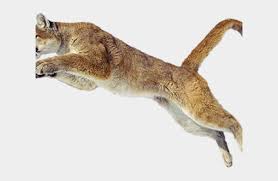Mountain Lion Clipart Transparent Cat Cliparts Cartoons Jing Fm Polish your personal project or design with these lion silhouette transparent png images, make it even more personalized and more attractive. mountain lion clipart transparent cat