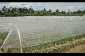 We did not find results for: Kiat Sukses Bertanam Cabe Di Musim Hujan Kombinasi Aplikasi Rain Shelter Dan Pestisida Nabati