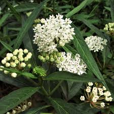Image result for Asclepias
