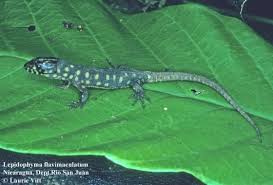 Image result for Cheirostylis lepida