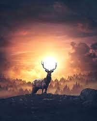 Capricorn Beautiful Animal Wallpaper Nature Animals Animal Photography