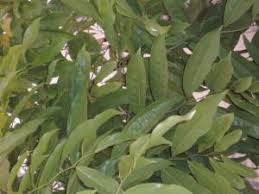 Image result for Artabotrys monteiroae