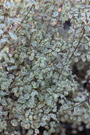 Image result for Pittosporum tenuifolium