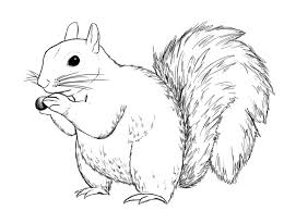We did not find results for: How To Draw A Squirrel Draw Central Squirrel Illustration Squirrel Art Animal Drawings