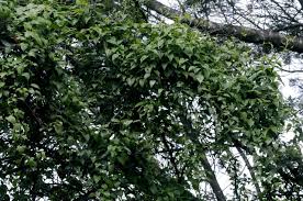 Image result for Senecio cryphiactis