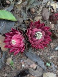 Image result for Thonningia