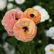 How Flowers Get Their Color Proflowers Blog Flowers Proflowers Color