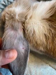Image result for scabies rabbits ears