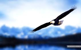 Image result for images of eagles soaring high