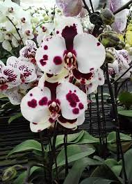 Orchidaceous Orchid Blog Orchid Flower Beautiful Orchids Orchid Plants