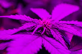 Halogen lights for growing weed. Is Led Lighting The Future Of The Marijuana Industry