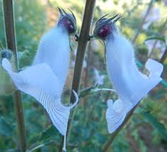 Image result for Ceratotheca triloba