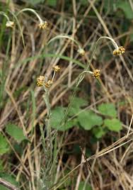 Image result for Pseudognaphalium luteo-album