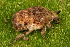 Image result for Buchnera cryptocephala