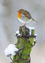 Bird On A Wire Movie Review 59 Trendy Ideas Nature Animals Birds Snow Pet Birds Nature Animals Wild Birds