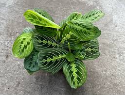 Image result for maranta