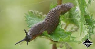 If you've already spotted snakes in your garden beds, this article will teach you a few tricks to send them packing quickly in search of a friendlier place to set up shop. How To Protect Seedlings From Slugs And Snails Gardening Channel