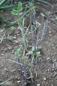 You can buy nematodes from your local garden center, or save some cash by making your yard more attractive to local wildlife. How To Get Rid Of Slugs In The Garden 8 Organic Control Methods