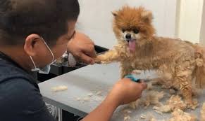 We love caring and connecting with animals and their people and if you have a special request, send us a message, and we'll get back to you as soon as possible. Basic Or Full Grooming For Dogs Of Various Sizes Or Cats At House Of Paws Up To 68 Off Pet Grooming Service Z Pet Grooming Pet Grooming Salon Boxer Bulldog