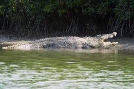 Massive Australian Saltwater Crocodile Cooktown Queensland Au Massive Austra Sponsored Saltwater Crocodile Australian Saltwater Crocodile River Monsters
