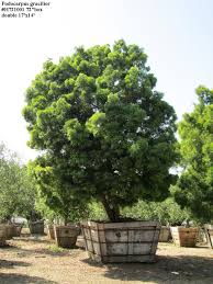 As a patio tree, trained with a single trunk and a roundish top, it's delicate, weepy, graceful, deep green and very easy to grow. Pin On Trees