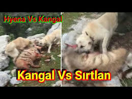 Kangal Dog Vs Wild Animals Top 10 Video Youtube