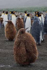 Birds That Look Like Penguins But Aren T Pin On Birds