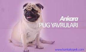 ankara satilik pug yavrulari kanka kopek