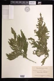 Image result for Selaginella lewalleana