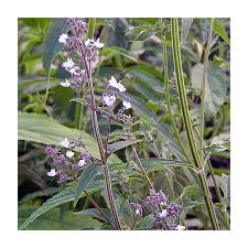 Image result for Isodon