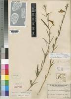 Image result for Sesamum calycinum