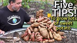 In most cases, the potatoes should mature somewhere between 70 and 90 days. 5 Tips How To Grow A Ton Of Sweet Potato In One Container Or Garden Bed Youtube