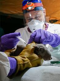 Hunting For Ebola Among The Bats Of The Congo Science Aaas