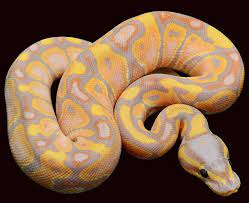 All Ball Python Morphs Pied Pastel Bumblebee Albino Spider Scaleless Banana Ball Python Morphs Ball Python Python Regius