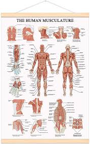 Buy Weroute The Human Muscular System Chart Hanging Scroll Frame Canvas Print Human Anatomical Poster 16 5 X25 Online In Vietnam B07tsj9c8m