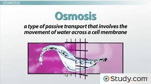 Add to my workbooks (4) download file pdf embed in my website or blog add to google classroom add to. Passive Active Transport In Cells Biology Class Video Study Com