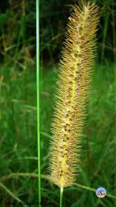 Image result for Setaria sphacelata
