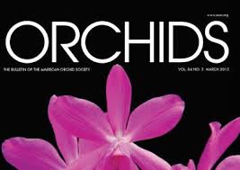 Image result for Zeuxine africana