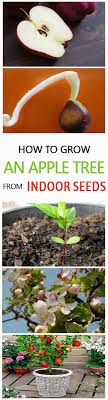 We did not find results for: How To Grow An Apple Tree From Seed Indoors Apple Tree From Seed Apple Tree How To Grow An Apple Tree