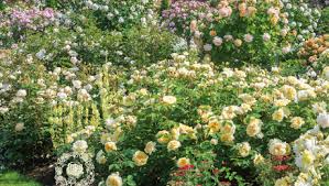 Thomas a' becket (english rose, david austin roses, auswinston) photo/illustration: Four New David Austin English Roses For 2015 Finegardening