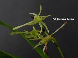 Image result for Angraecum calceolus